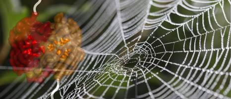 Spider silk: A malleable protein provides reinforcement