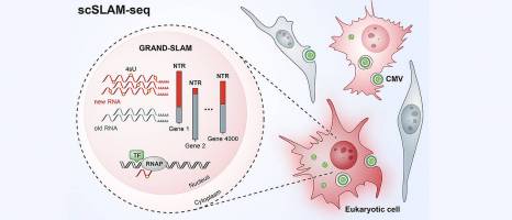The battle between virus and host cell