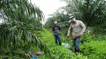 When grown right, palm oil can be sustainable