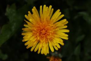 Why does dandelion never fall ill?