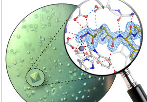 Protein crystals of the human enzyme glutaminyl cyclase and atomic structure of 