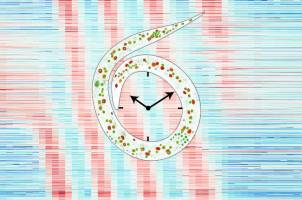 A developmental clock with a checkpoint function