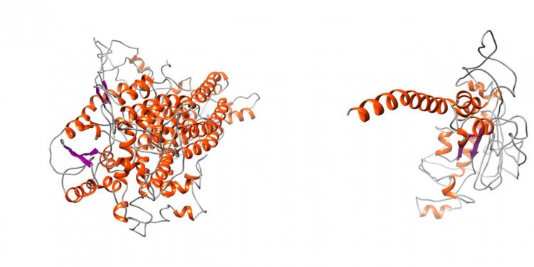 Comparison between the normal TMEM16A protein and the mutated variant showing th