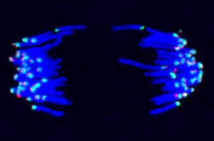A novel pathway ensuring chromosome stability in early mice embryo