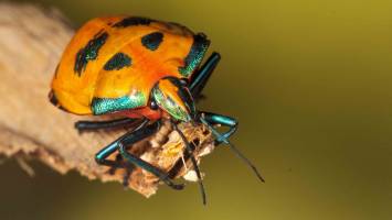 Bugs resort to several colours to protect themselves