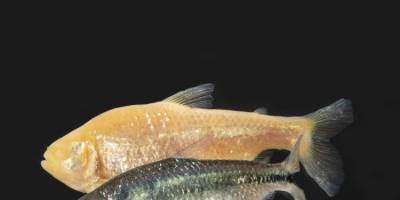 Cavefish have fewer cells of the innate immune system