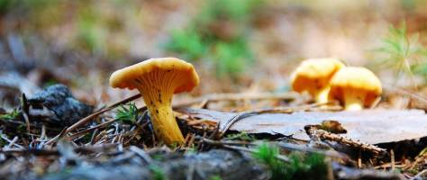 Chanterelle mushrooms as a taste enhancer