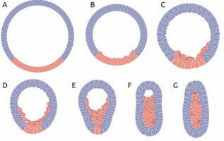 Computer model describes essential step of embryonic development
