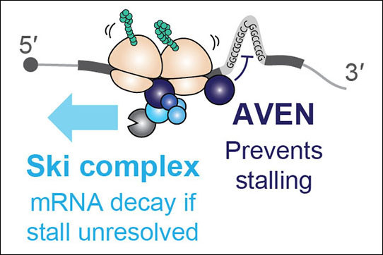 Schematic diagram summarizing key findings: AVEN prevents ribosome stalls and th