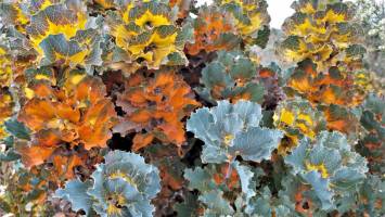 Could help save species from extinction