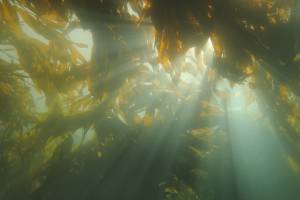 Could kelp help relieve ocean acidification?