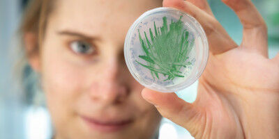 Cyanobacteria as 'green' catalysts in biotechnology