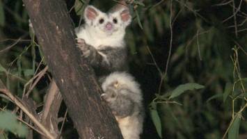 Discovery triples greater glider species in Australia