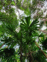 Extinction of mammals affects the future of tropical palms