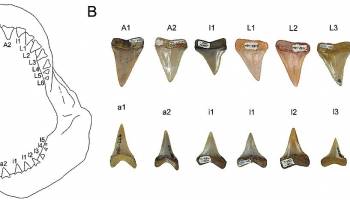 First fossil nursery of the great white shark discovered