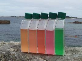 From green to orange, where does the diversity of cyanobacteria colours come from?
