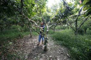 Hand pollination, not agrochemicals, increases cocoa yield and farmer income