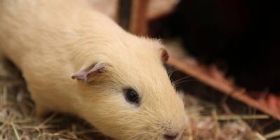 Hormone systems can still be adapted in adulthood