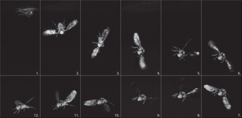 Fly reorientation captured by a high-speed camera filming at 1600 images per sec