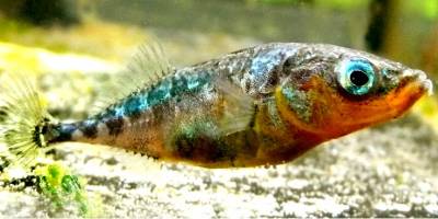 Infection by parasites disturbs flight behaviour in shoals of fish
