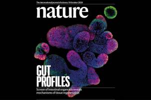 Intestinal regeneration: lessons from organoid research