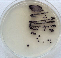Nature as a model: Producing novel active substances more effectively