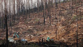 New benchmark to protect biodiversity after bushfires