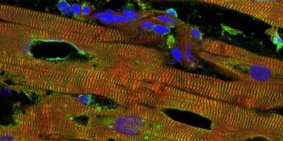 Newly discovered mechanism regulates myocardial distensibility