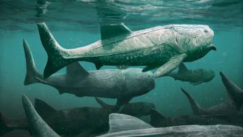 Prehistoric Giant Fish Was a Suspension Feeder