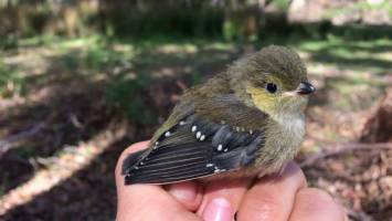 Researchers help endangered birds beat deadly parasite
