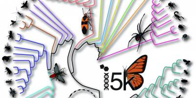 Researchers reconstruct 500 million years of insect evolution