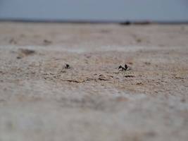 Risk aversion as a survival strategy in ants