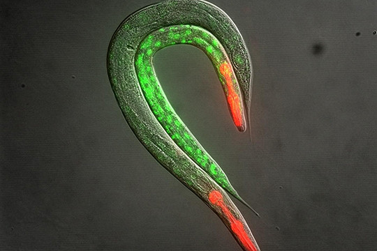 Two developing worms both expressing a red fluorescent marker that lights up the