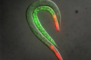 RNA degradation contributes to gene silencing in higher eukaryotes