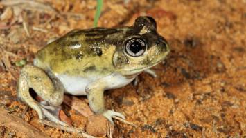 Shows how Australia's burrowing frogs handle the heat