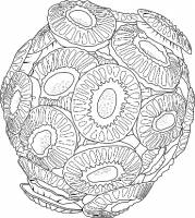 Stronger Atlantic currents drive temperate species to migrate towards the Artic Ocean