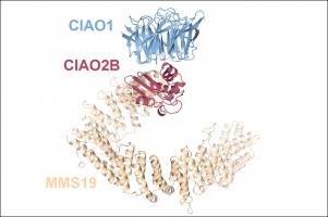 Structural insights into Fe-S protein biogenesis