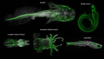 Taking a deep look into animals