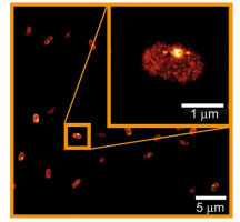Technique for more precise live cell fluorescence microscopy