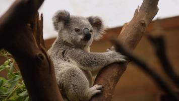 The heat is on for Australia's beloved marsupials