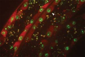 The importance of gene position for muscle development and integrity