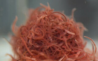 The surprising viscosity of entangled worms