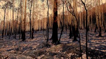 Thinning forests no defence against fires