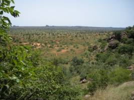 Unexpectedly large number of trees populate the Western Sahara and the Sahel