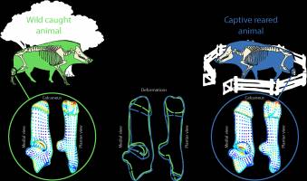 Wild boars provide archaeologists with clues to early domestication