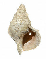 Ancient seashell resonates after 18,000 years