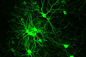 'Brain state' behind social interaction uncovered