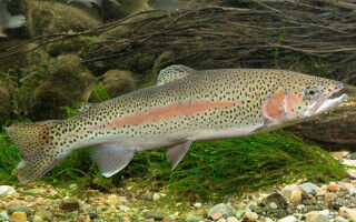 Cells, cylinders and a vision of the future