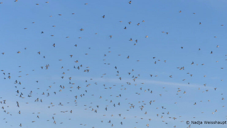 Migrating bramblings. Weather radars are not only used to measure weather, they 