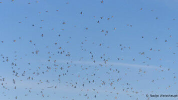 Changes to European meteorological data policies threaten aerial biodiversity monitoring